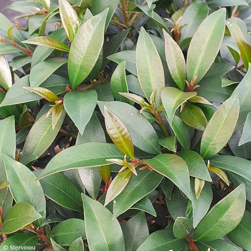 Eugenia myrtifolia Compacta   (Foliage)