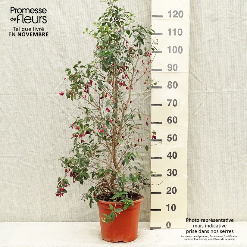 Eugenia myrtifolia New Port - Myrte d'Australie Pot de 7,5L/10L sample as delivered in autumn