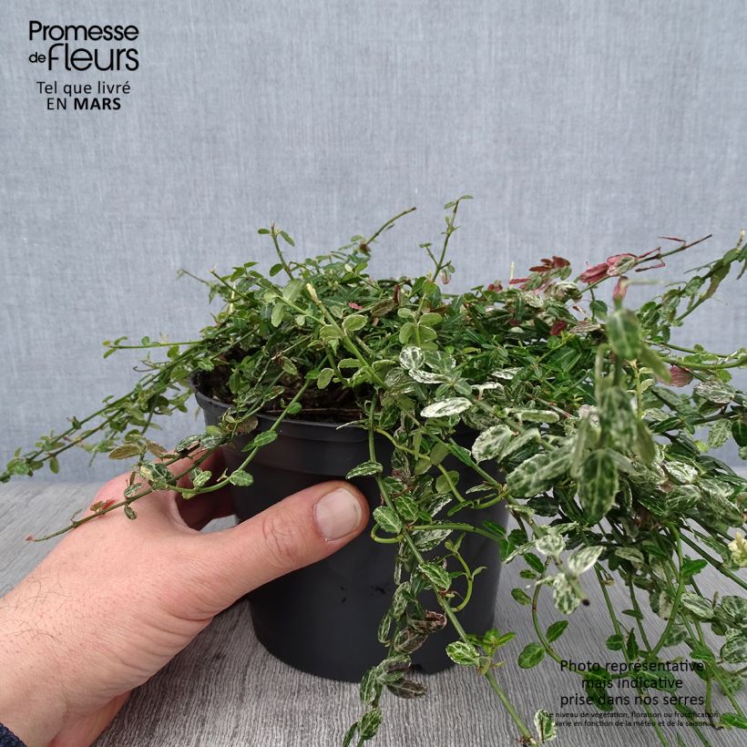 Euonymus fortunei Silverstone - Fusain persistant Pot de 2L/3L sample as delivered in winter