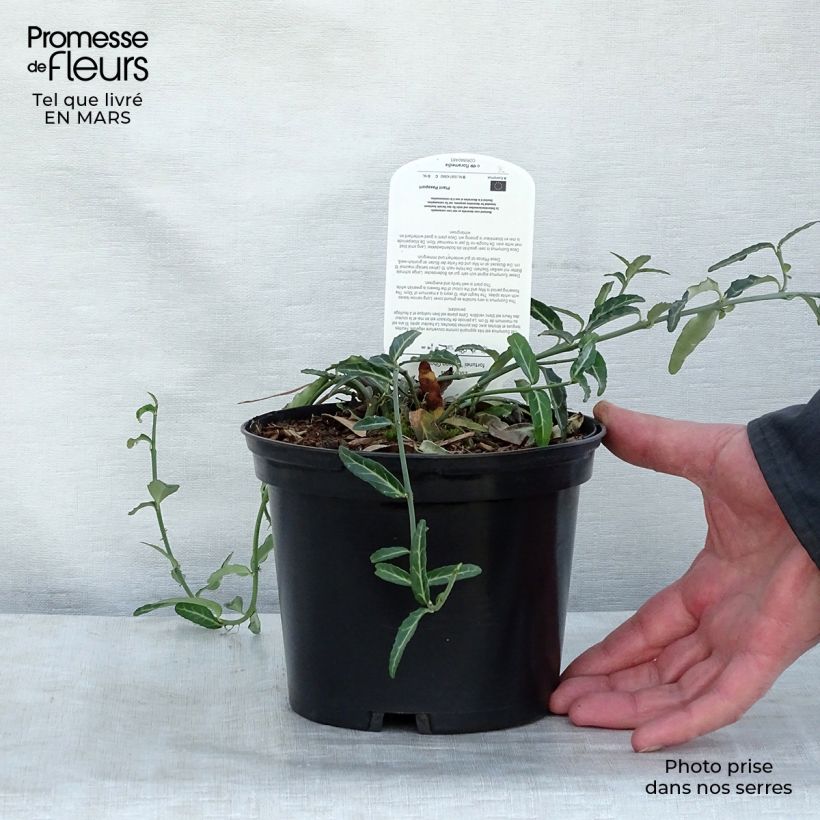 Euonymus fortunei Wolong Ghost - Fusain rampant Pot de 2L/3L sample as delivered in winter