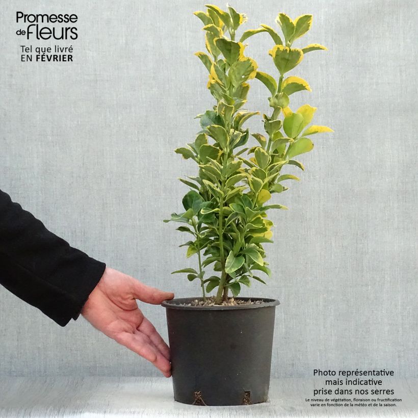 Euonymus japonicus Aureomarginatus - Fusain du Japon Pot de 2L/3L sample as delivered in winter