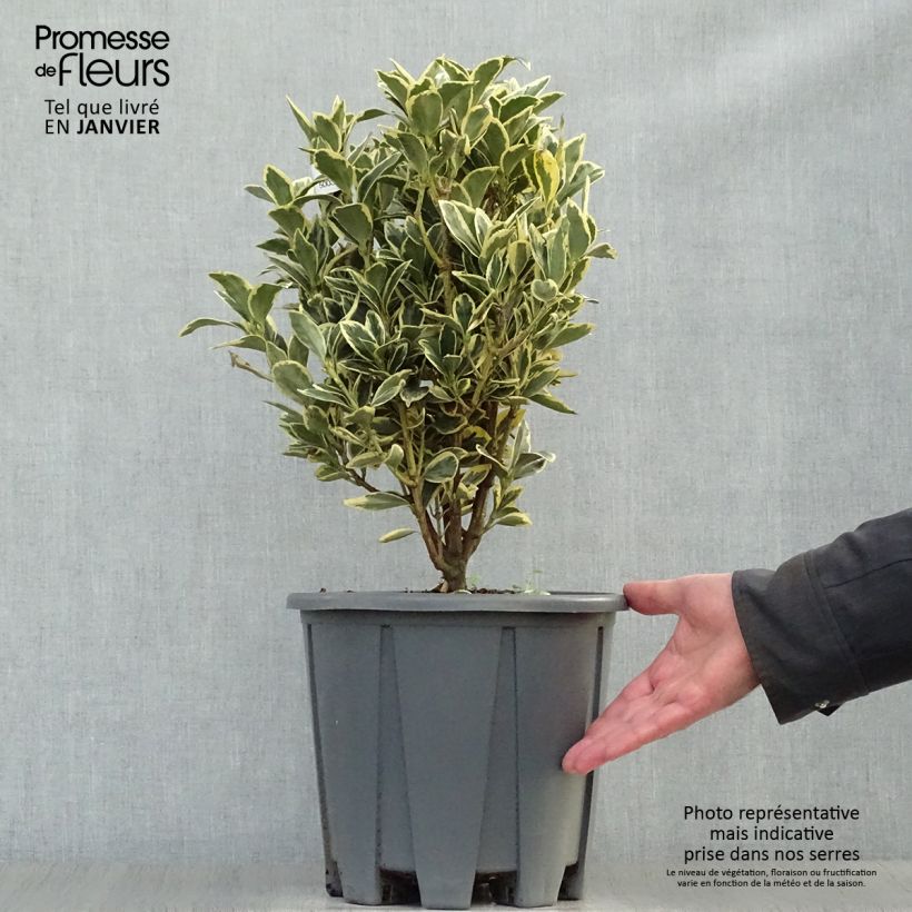 Euonymus japonicus Bravo - Fusain du Japon Pot de 7,5L/10L sample as delivered in winter