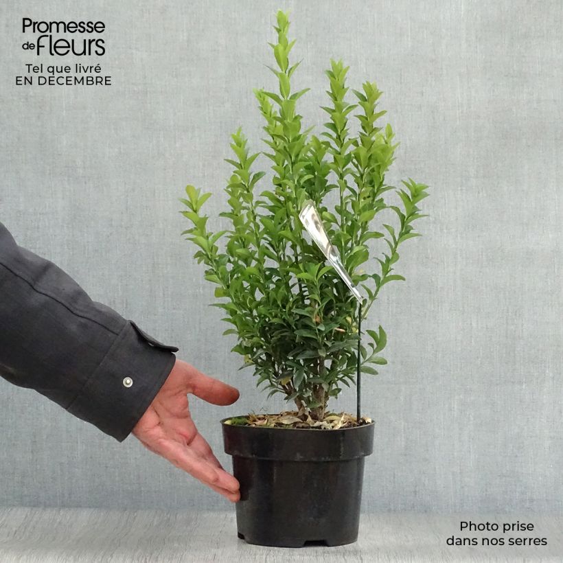 Euonymus japonicus Jean Hugues - Fusain du Japon   Pot de 2L/3L sample as delivered in winter