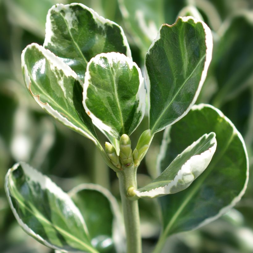 Euonymus japonicus Louisette - Japanese Spindle (Foliage)