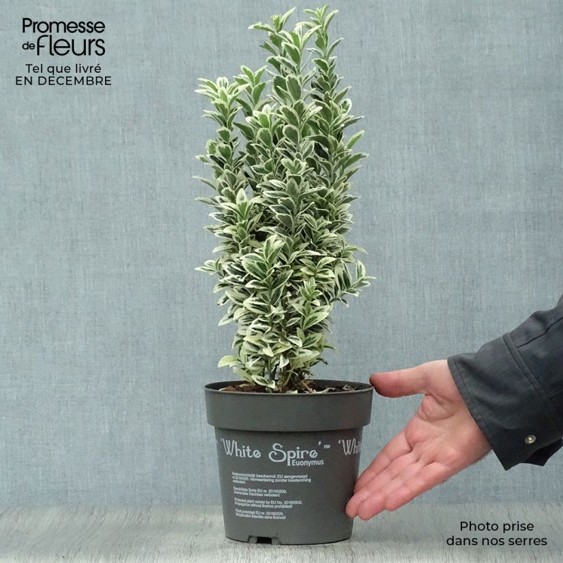 Euonymus japonicus White Spire - Fusain du Japon en pot de 2L/3L sample as delivered in winter