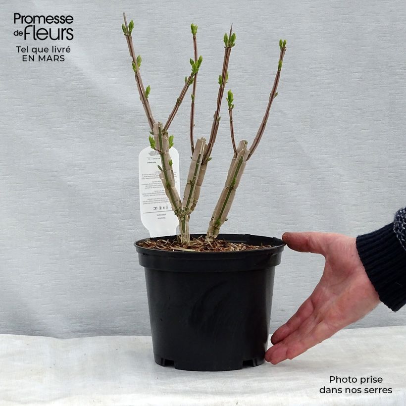 Euonymus phellomanus 30/40cm en pot de 3L sample as delivered in winter