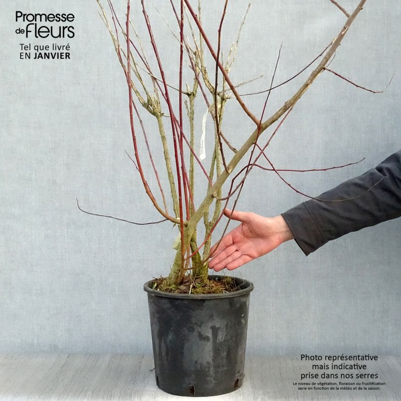 Euonymus phellomanus 60cm+ en pot de 12L  sample as delivered in winter