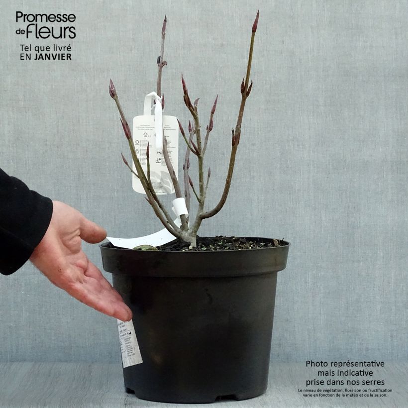 Euonymus planipes en pot de 7.5L - Fusain  sample as delivered in winter