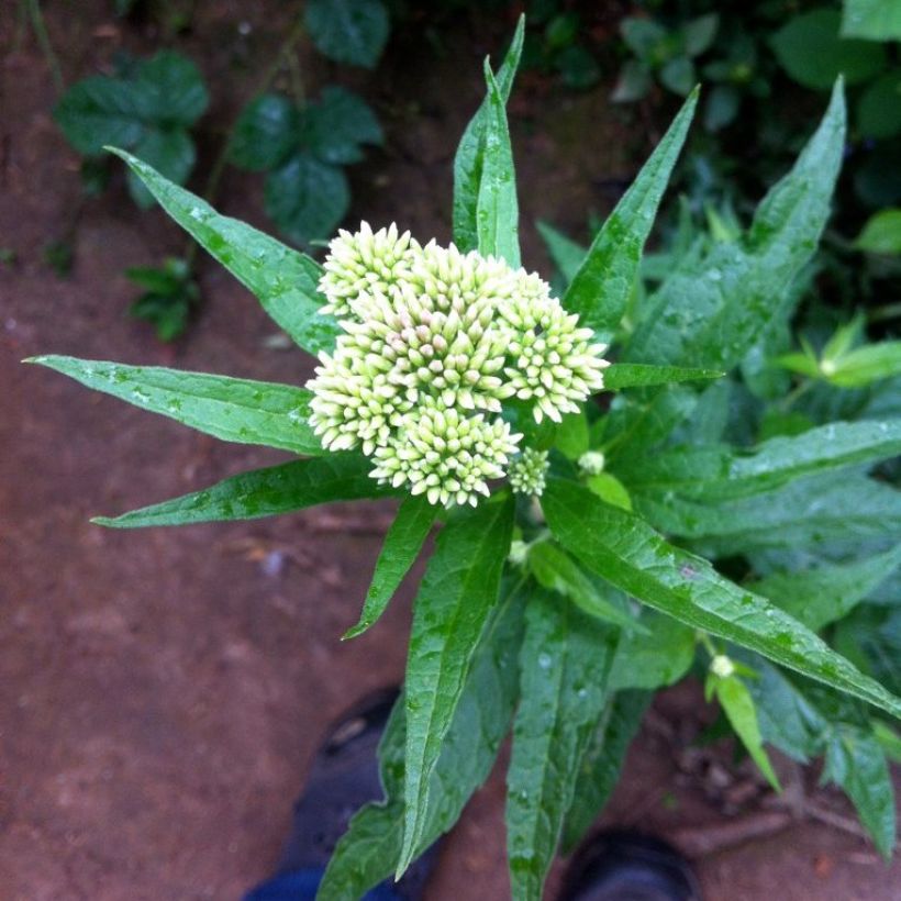 Eupatorium chinensis (Flowering)