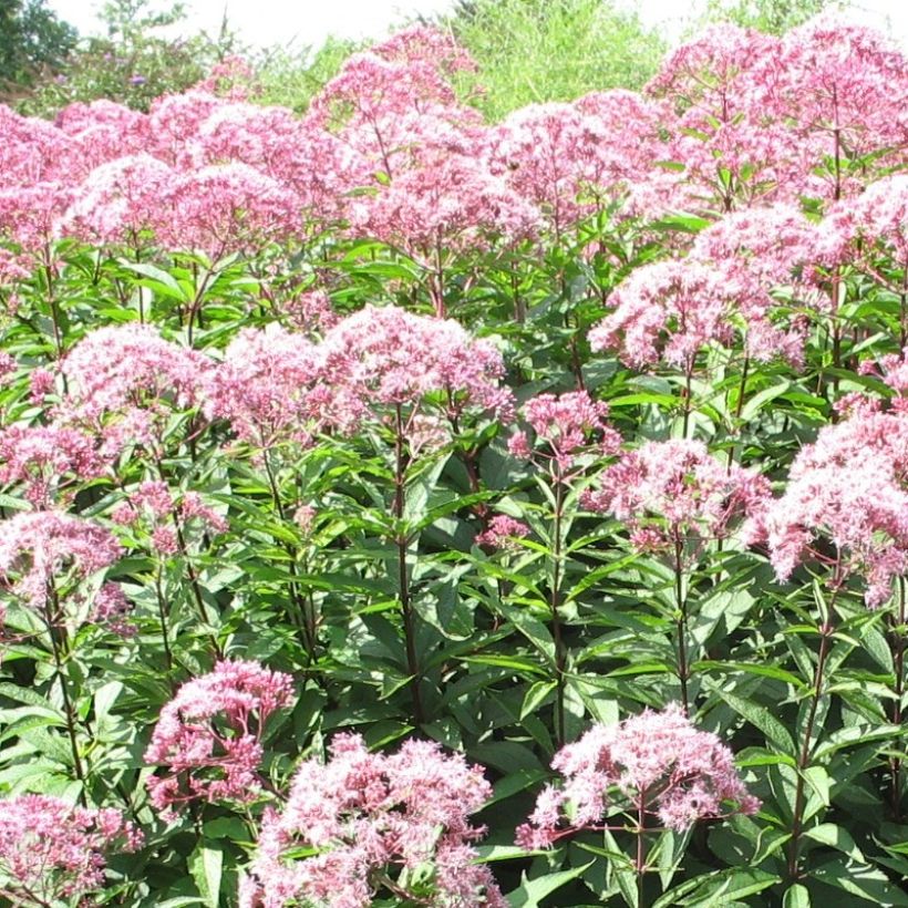 Eupatorium fistulosum Atropurpureum (Flowering)