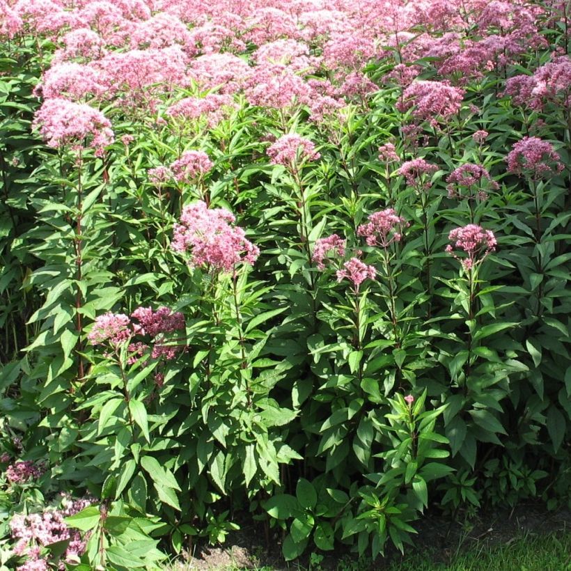 Eupatorium fistulosum Atropurpureum (Plant habit)