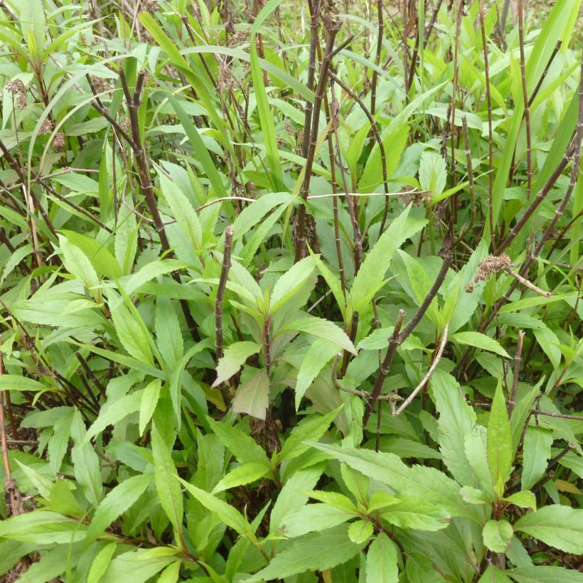 Eupatorium fortunei (Plant habit)