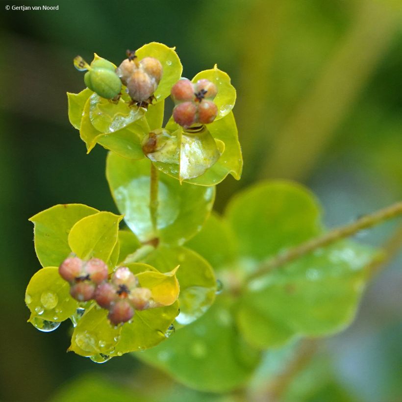 Euphorbia pseudovirgata - Spurge (Flowering)