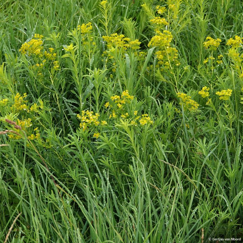 Euphorbia pseudovirgata - Spurge (Plant habit)