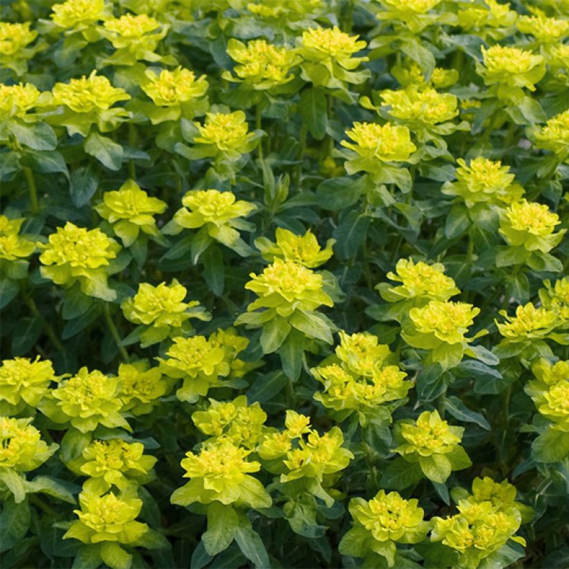 Euphorbia polychroma Candy - Spurge (Flowering)