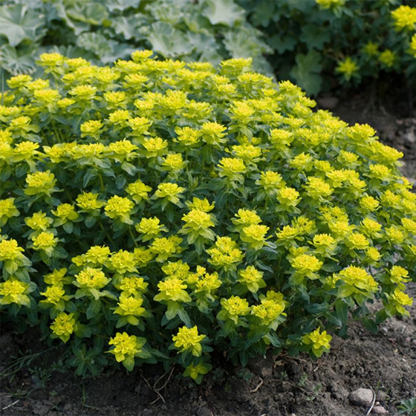 Euphorbia polychroma Candy - Spurge (Plant habit)