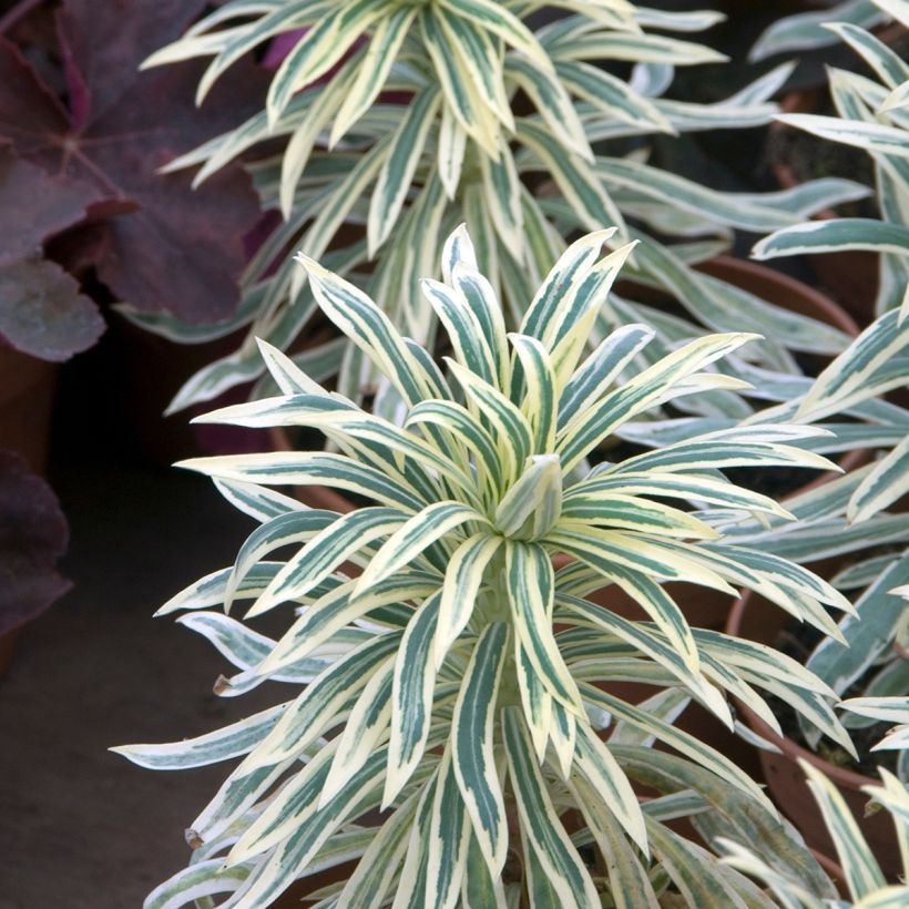 Euphorbia characias Tasmanian Tiger - Spurge (Foliage)