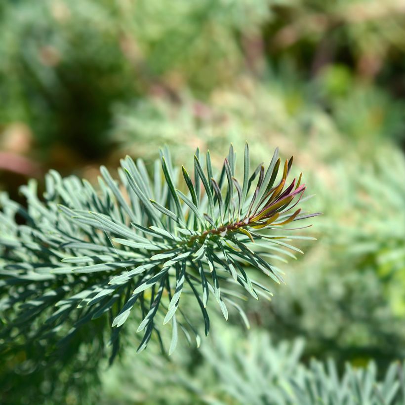 Euphorbia cyparissias Fens Ruby - Spurge (Foliage)