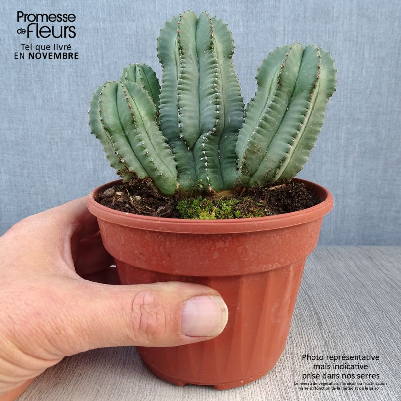 Euphorbia fruticosa Inermis Pot de 13 cm sample as delivered in autumn