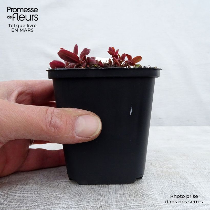 Euphorbia polychroma Bonfire - Euphorbe polychrome Godet de 8/9 cm sample as delivered in winter