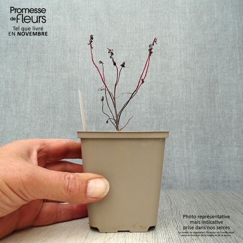 Euphorbia polychroma Purpurea - Euphorbe polychrome Godet de 9cm sample as delivered in autumn