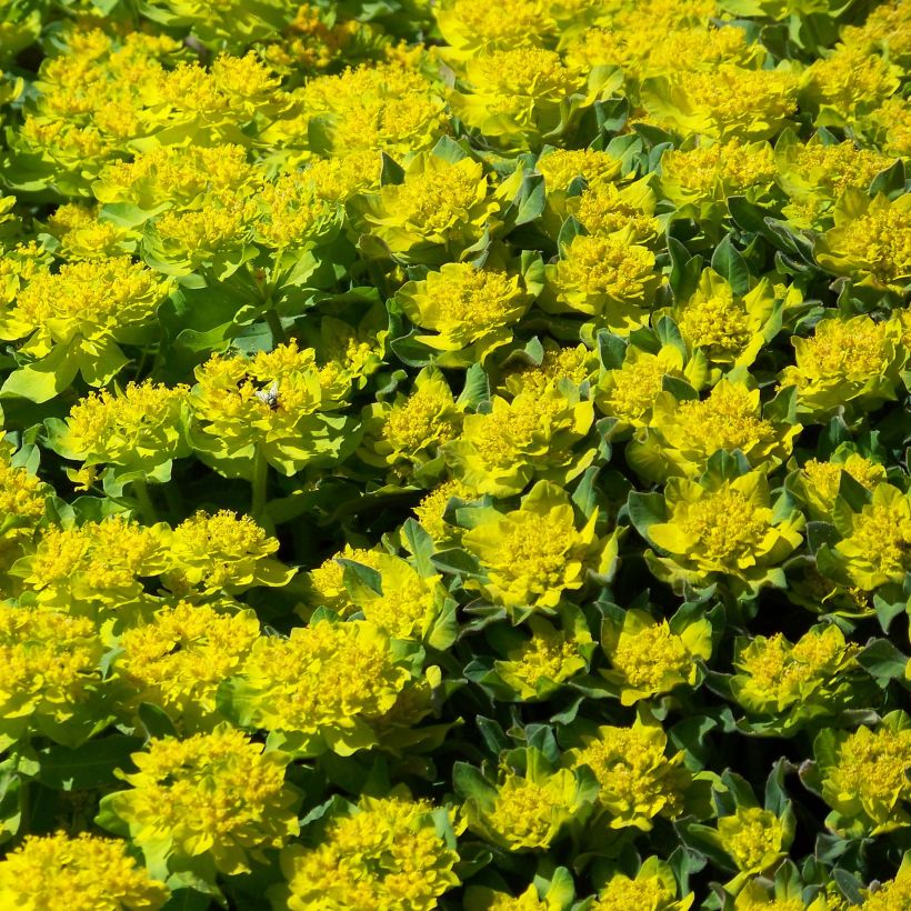 Euphorbia polychroma Major - Spurge (Flowering)