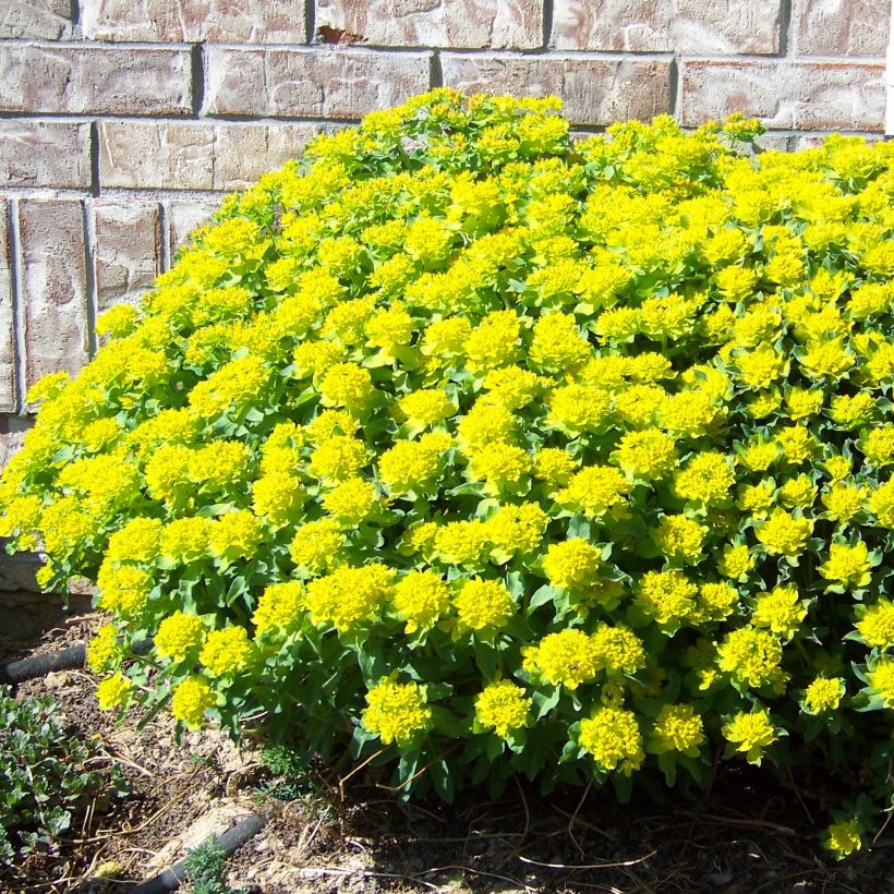 Euphorbia polychroma Major - Spurge (Plant habit)