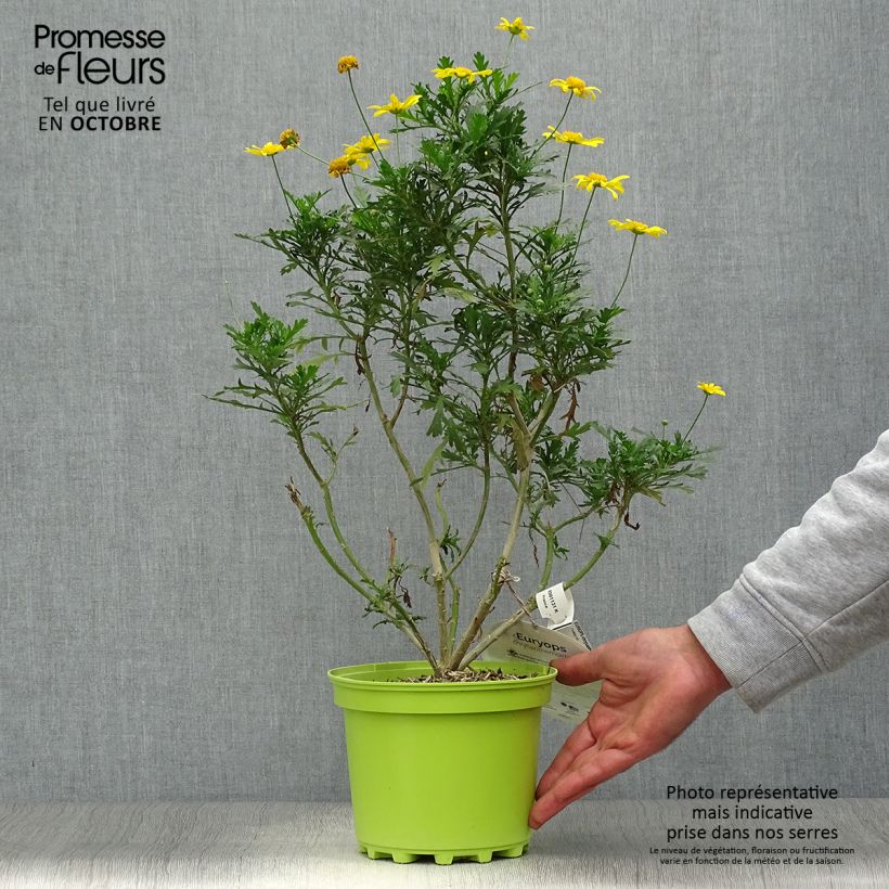 Euryops chrysanthemoides - Marguerite de la savane. Pot de 2L/3L sample as delivered in autumn