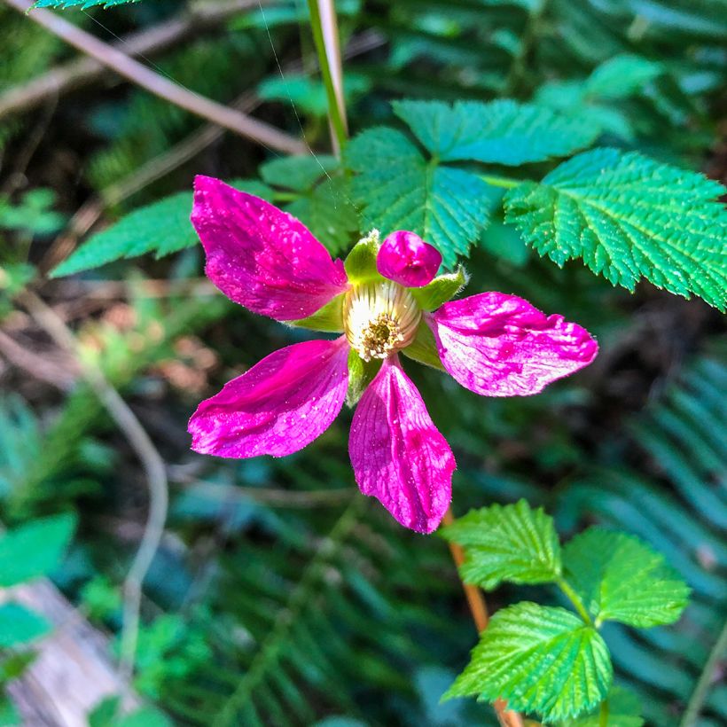 Rubus spectabilis Pacific Rose  (Flowering)