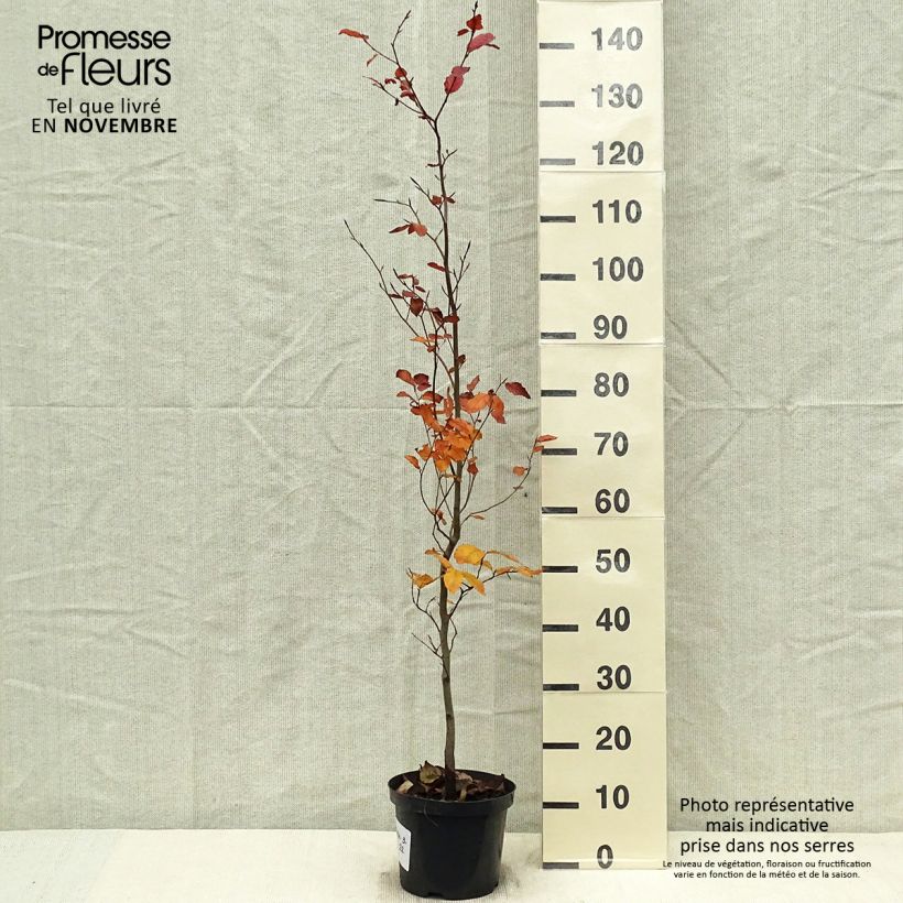 Fagus sylvatica Atropurpurea 80cm en pot de 5L - Hêtre pourpre sample as delivered in autumn