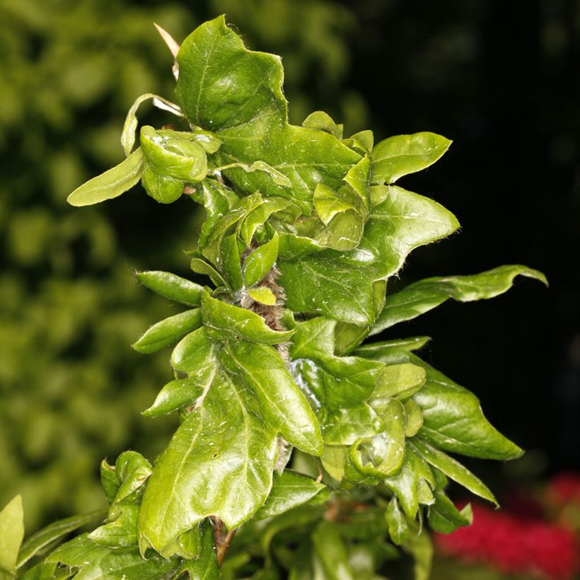 Fagus sylvatica Cristata (Foliage)