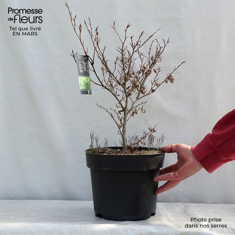 Fagus sylvatica Mercedes - Hêtre nain Pot de 4L/5L sample as delivered in winter