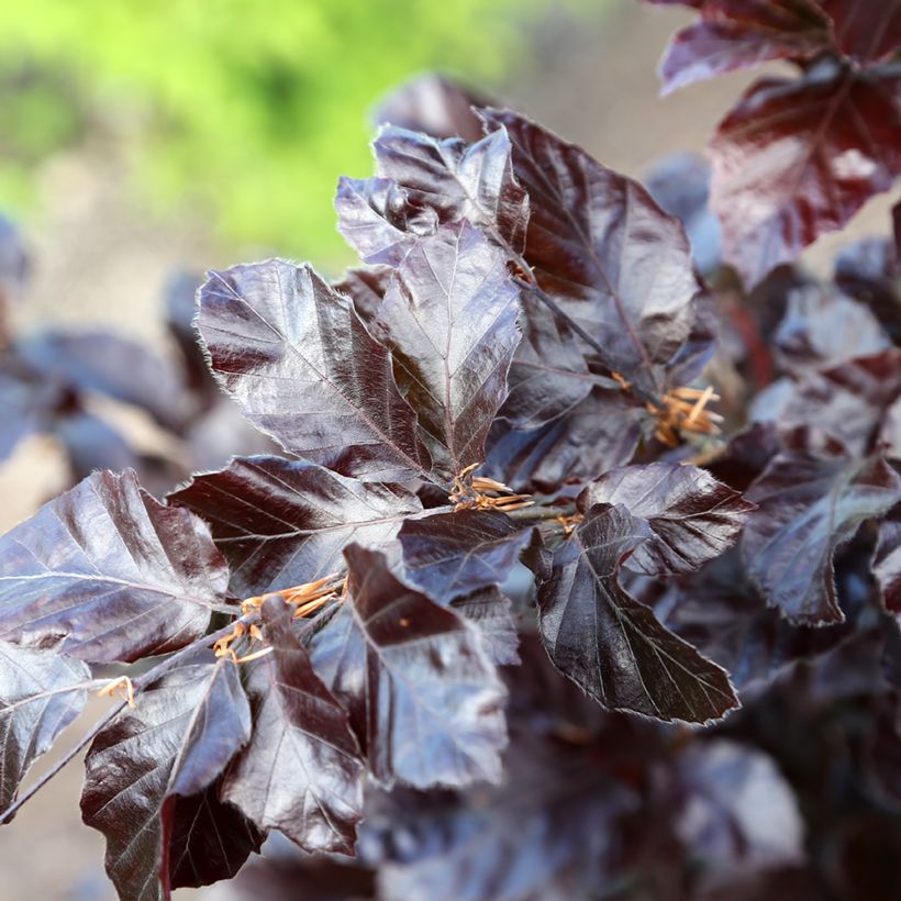 Fagus sylvatica Purpurea Nana (Foliage)