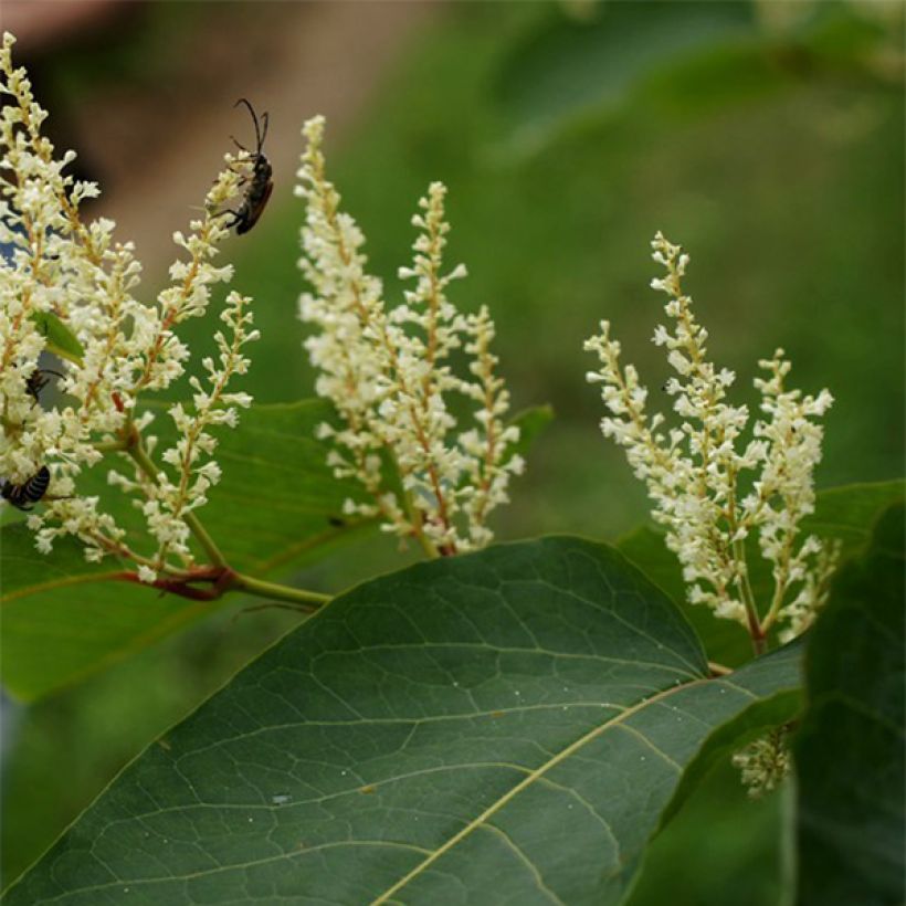 Fallopia sachalinensis (Flowering)