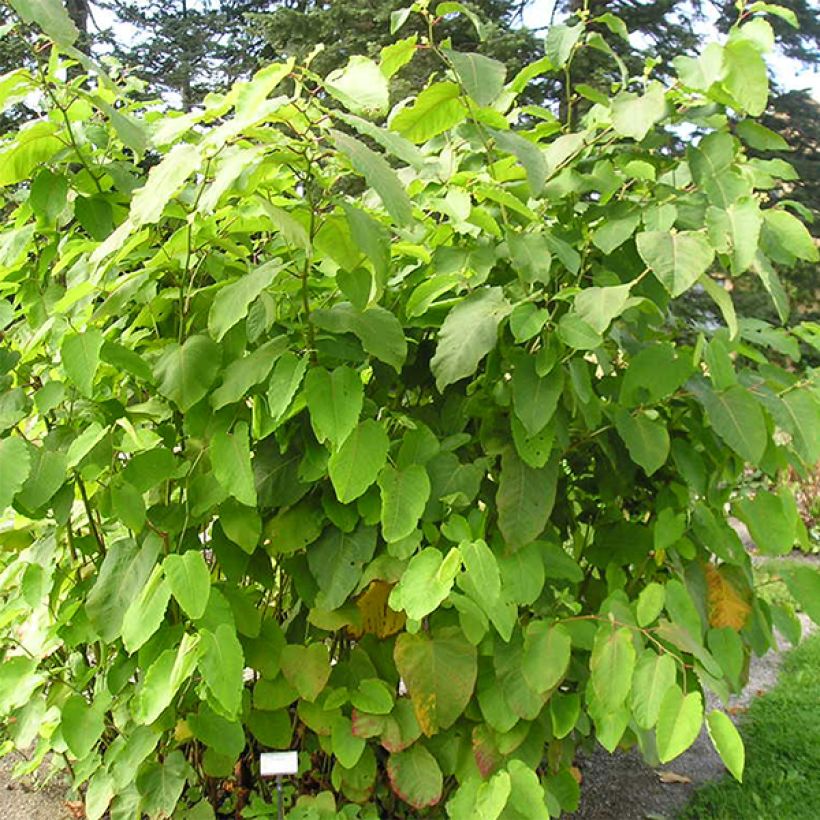 Fallopia sachalinensis (Plant habit)