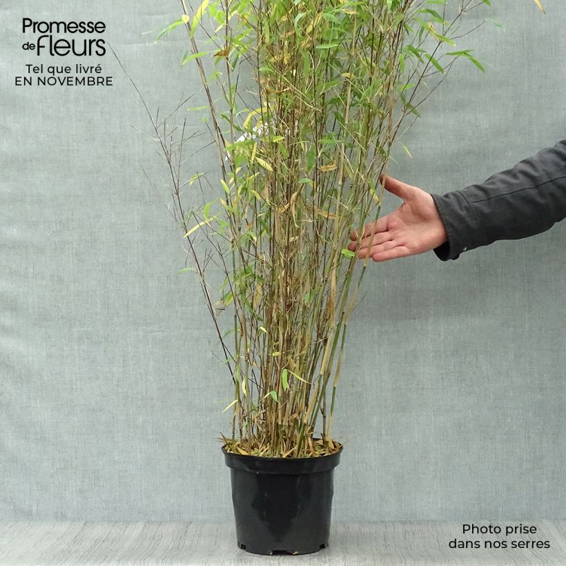 Fargesia Winter Joy  en pot de 5L 80/100 - Bambou non traçant sample as delivered in autumn