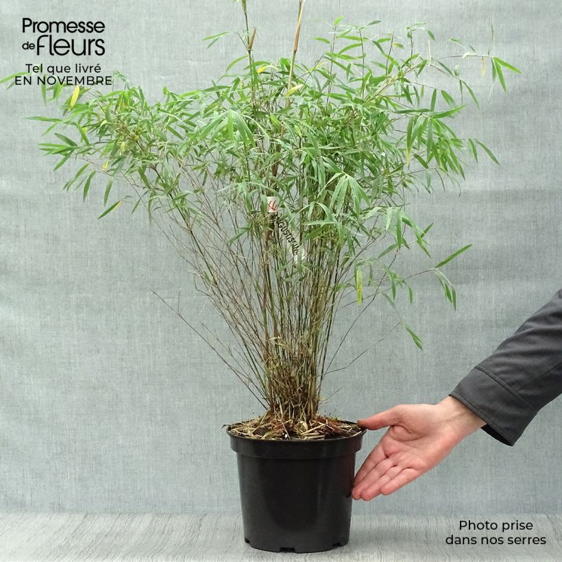 Fargesia angustissima - Bambou non traçant Pot de 4L/5L sample as delivered in autumn