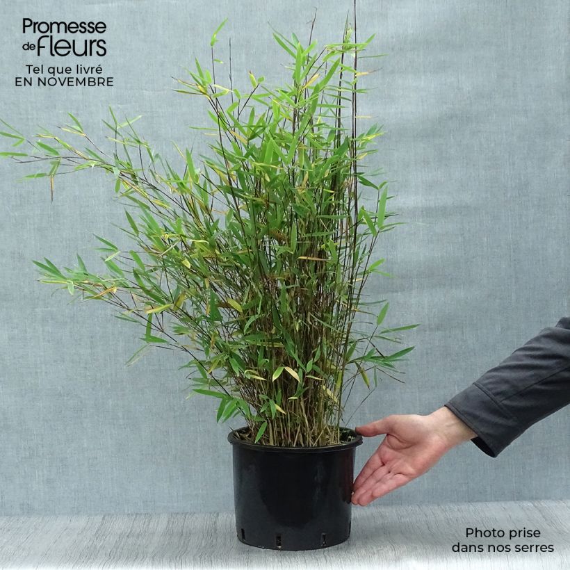 Fargesia nitida Black Pearl - Bambou non traçant  Pot de 5L sample as delivered in autumn