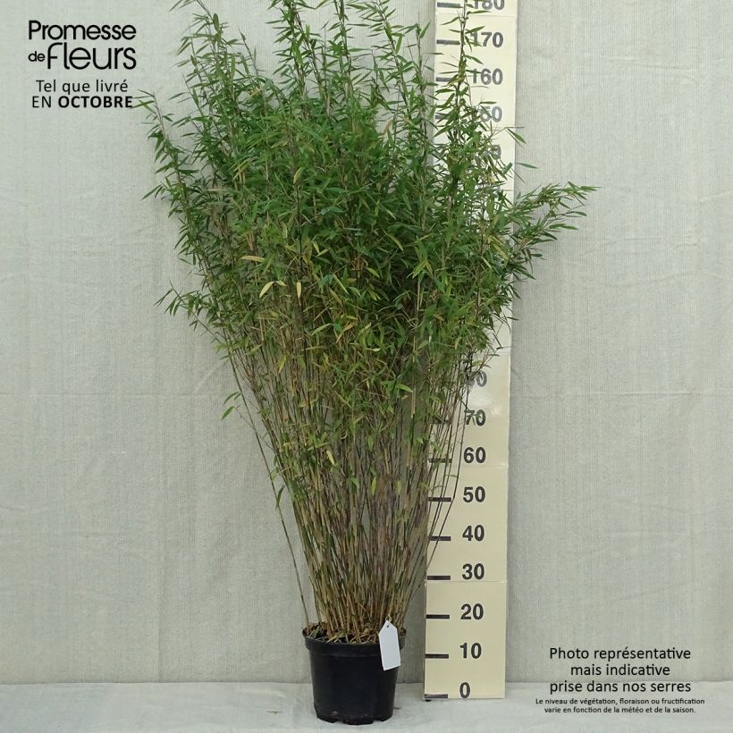 Fargesia nitida Volcano 100/125cm en pot de 7.5L - Bambou non traçant sample as delivered in autumn