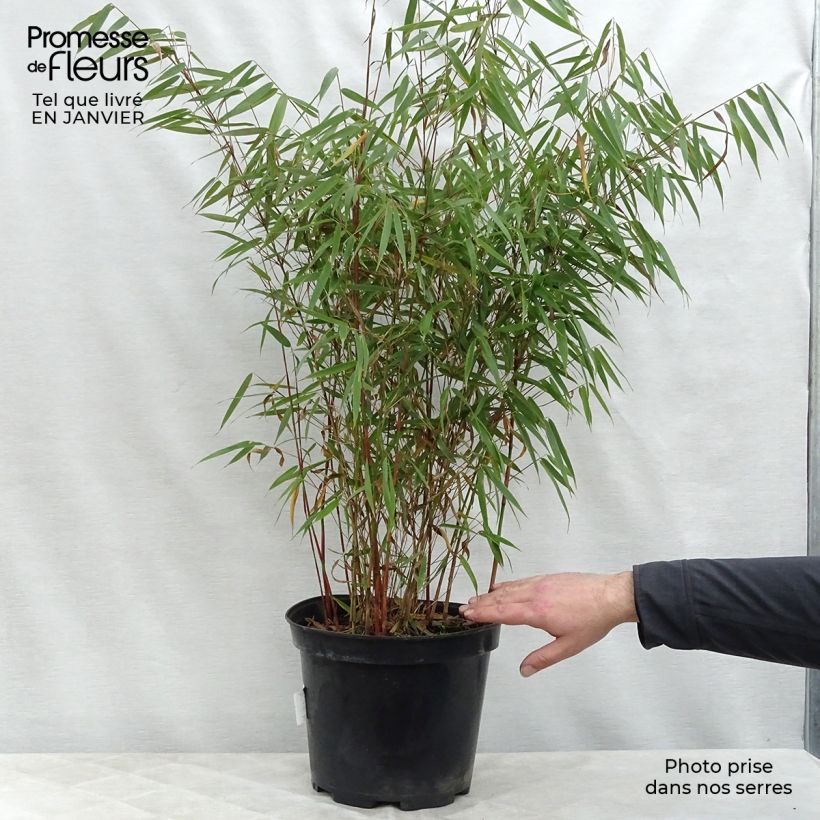 Fargesia scabrida Asian Wonder - Bambou non traçant 60/80cm en pot de 7.5L sample as delivered in winter