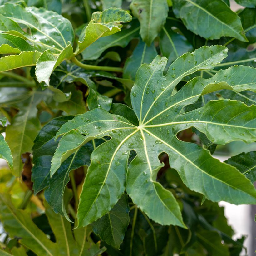 False Aralia - Fatsia japonica (Foliage)