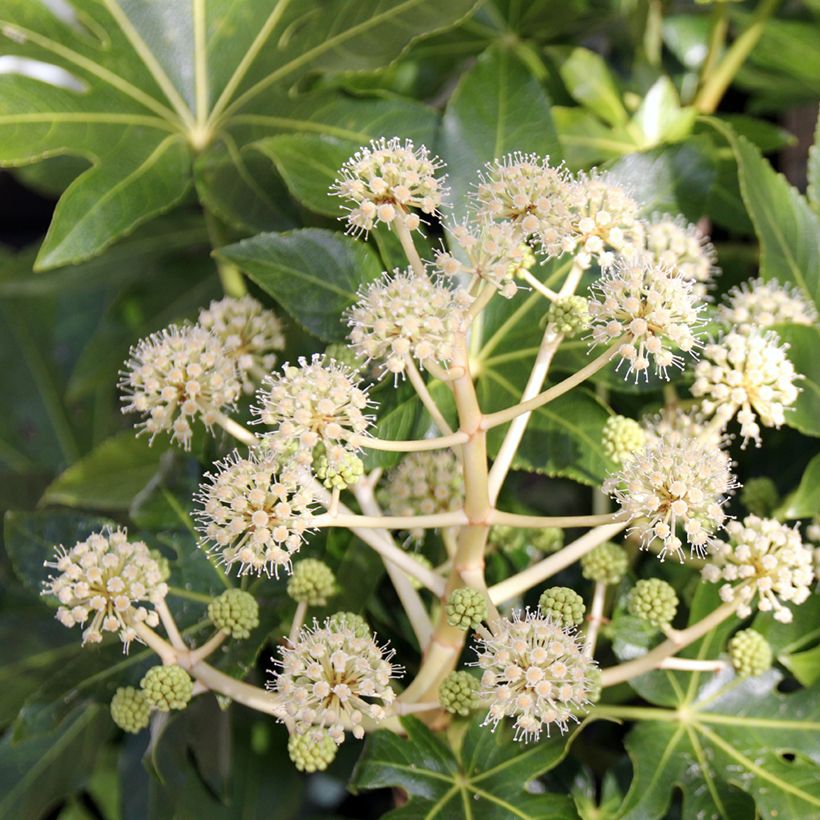 False Aralia - Fatsia japonica (Flowering)