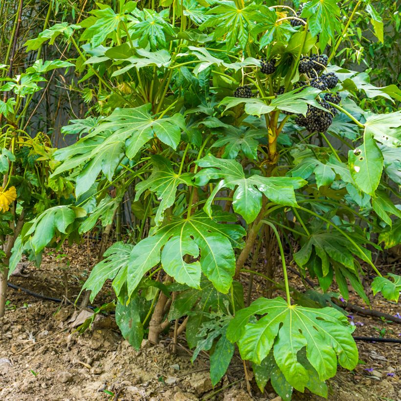 False Aralia - Fatsia japonica (Plant habit)