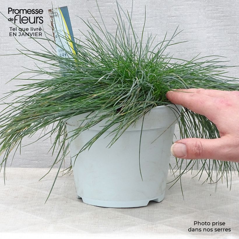 Festuca Intense Blue - Fétuque bleue Pot de 2L/3L sample as delivered in winter