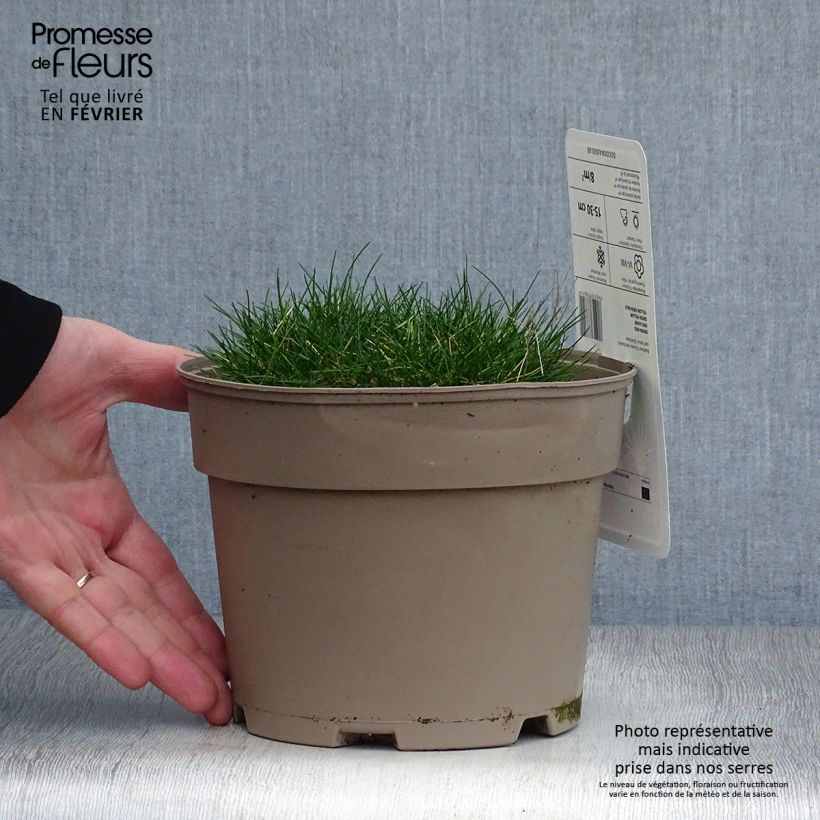 Festuca gautieri - Fétuque de Gautier en pot de 2/3 litres sample as delivered in winter