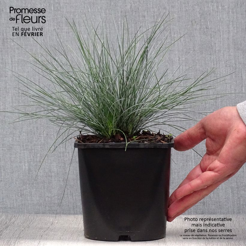 Festuca glauca Elijah Blue en pot de 2L/3L sample as delivered in autumn