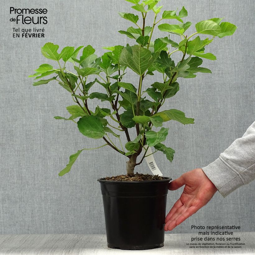 Figuier Jannot - Ficus carica en pot de 4L/5L sample as delivered in autumn