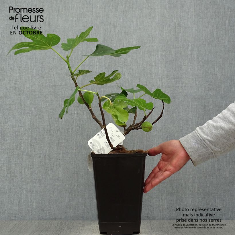 Figuier Jordan 50/60cm en pot de 5L. - Ficus carica sample as delivered in autumn