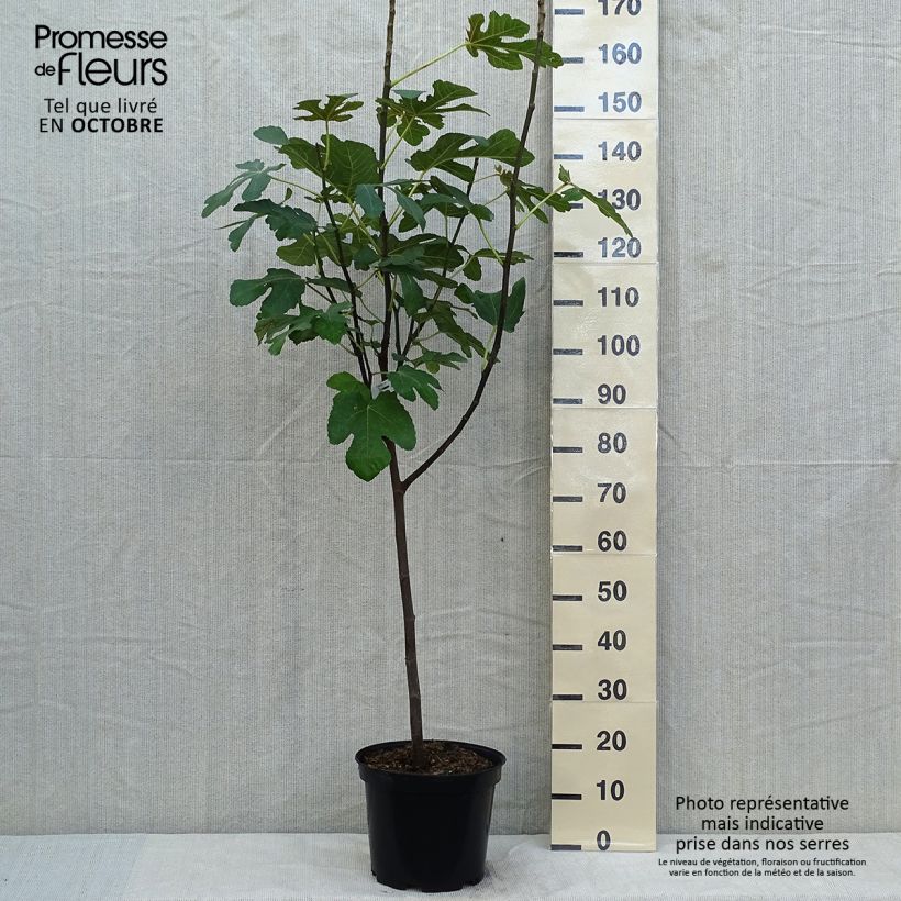 Figuier Panachée - Gobelet en pot de 10L sample as delivered in autumn