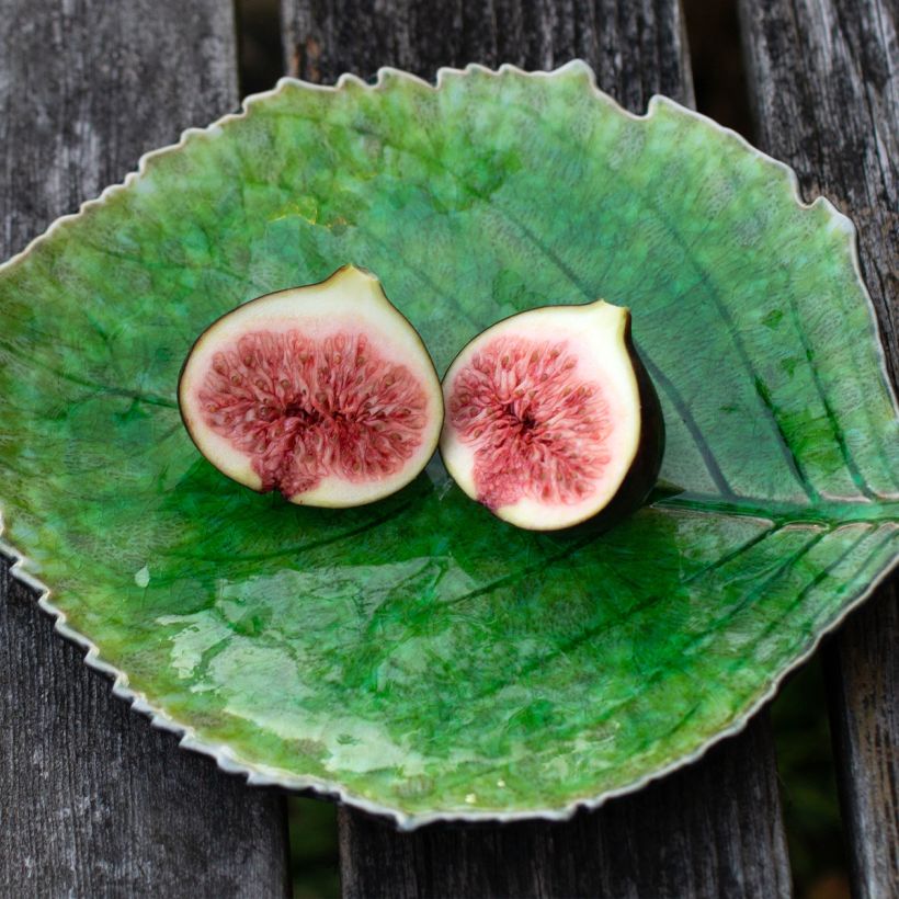 Fig Tree Violette de Sollies Ficus carica (Harvest)